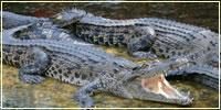Miri Crocodile Farm